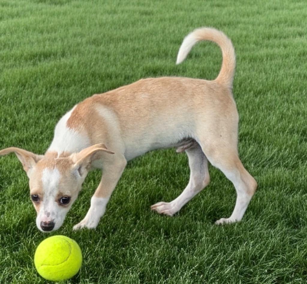Geo-Adorable small breed puppy!, Adoptable, Puppy Male Chihuahua & Jack Russell Terrier.