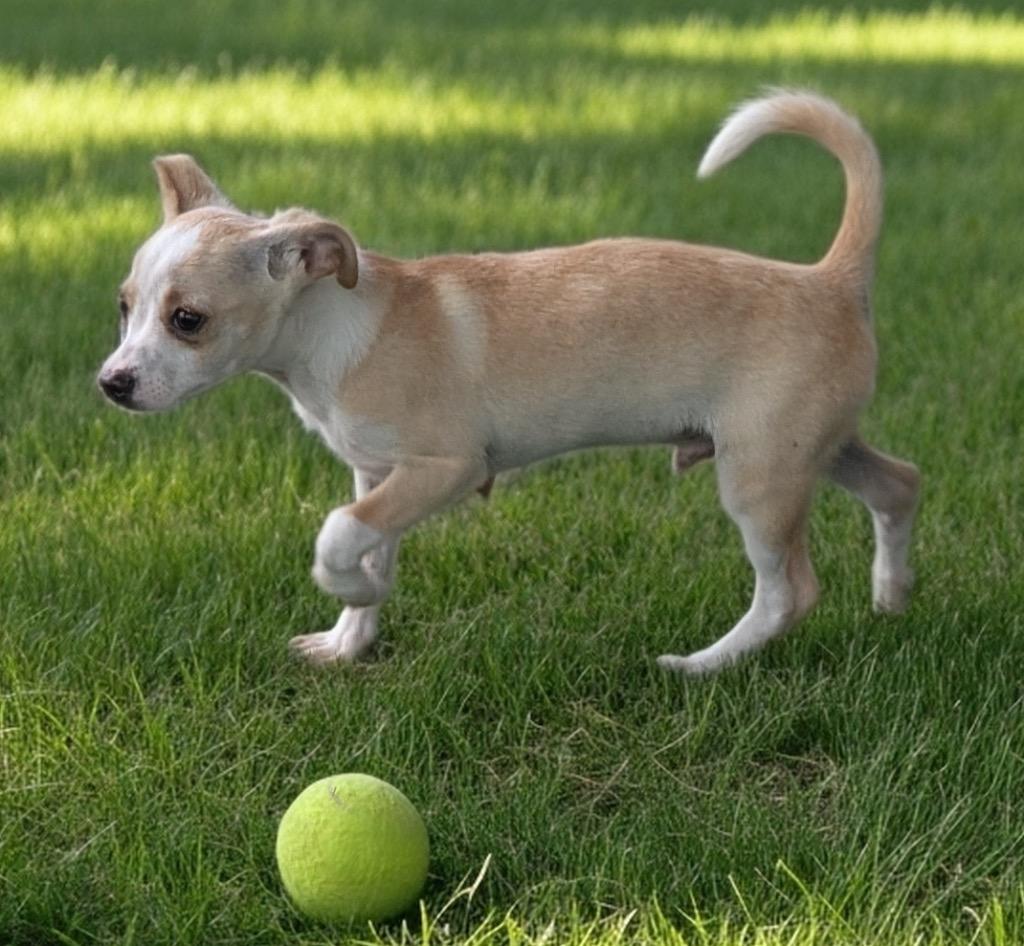 Enlarge Geo-Adorable small breed puppy!, a Adoptable mixed breed in Fort Myers, FL image 2/5