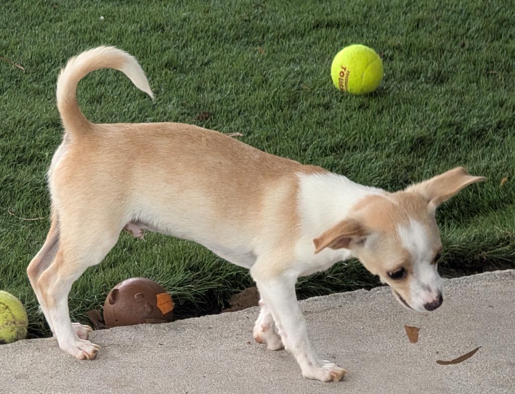 Enlarge Geo-Adorable small breed puppy!, a Adoptable mixed breed in Fort Myers, FL image 3/5