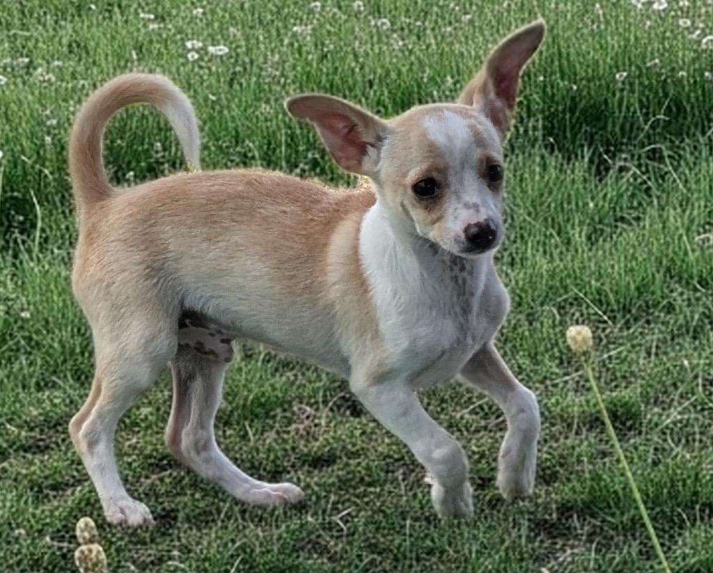 Enlarge Geo-Adorable small breed puppy!, a Adoptable mixed breed in Fort Myers, FL image 4/5