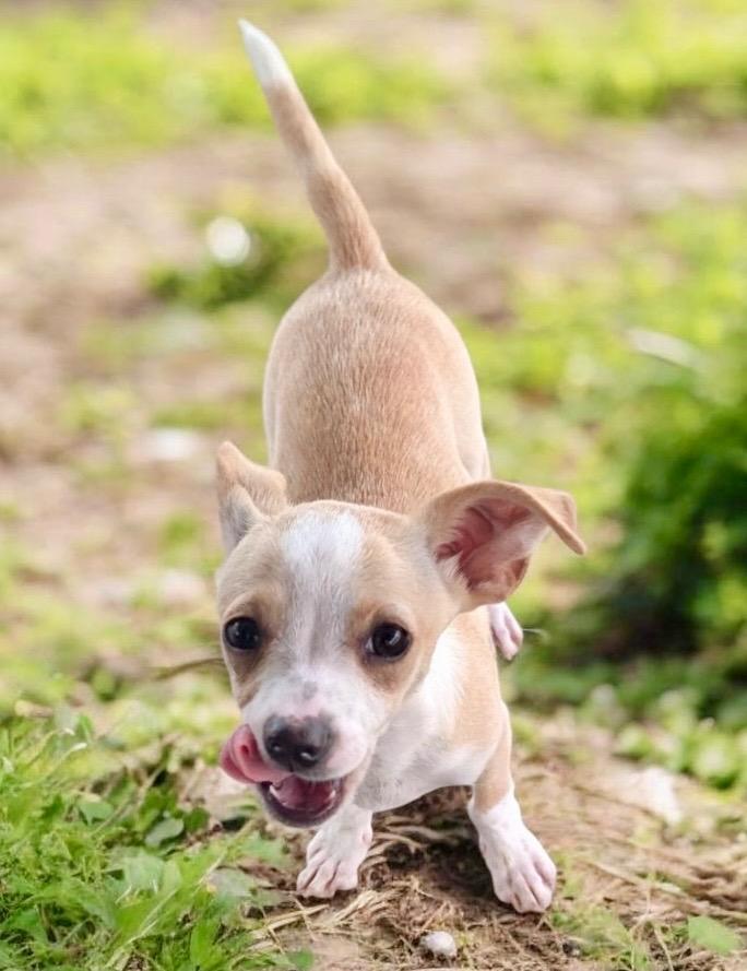 Geo-Adorable small breed puppy!, Adoptable, Puppy Male Chihuahua & Jack Russell Terrier.