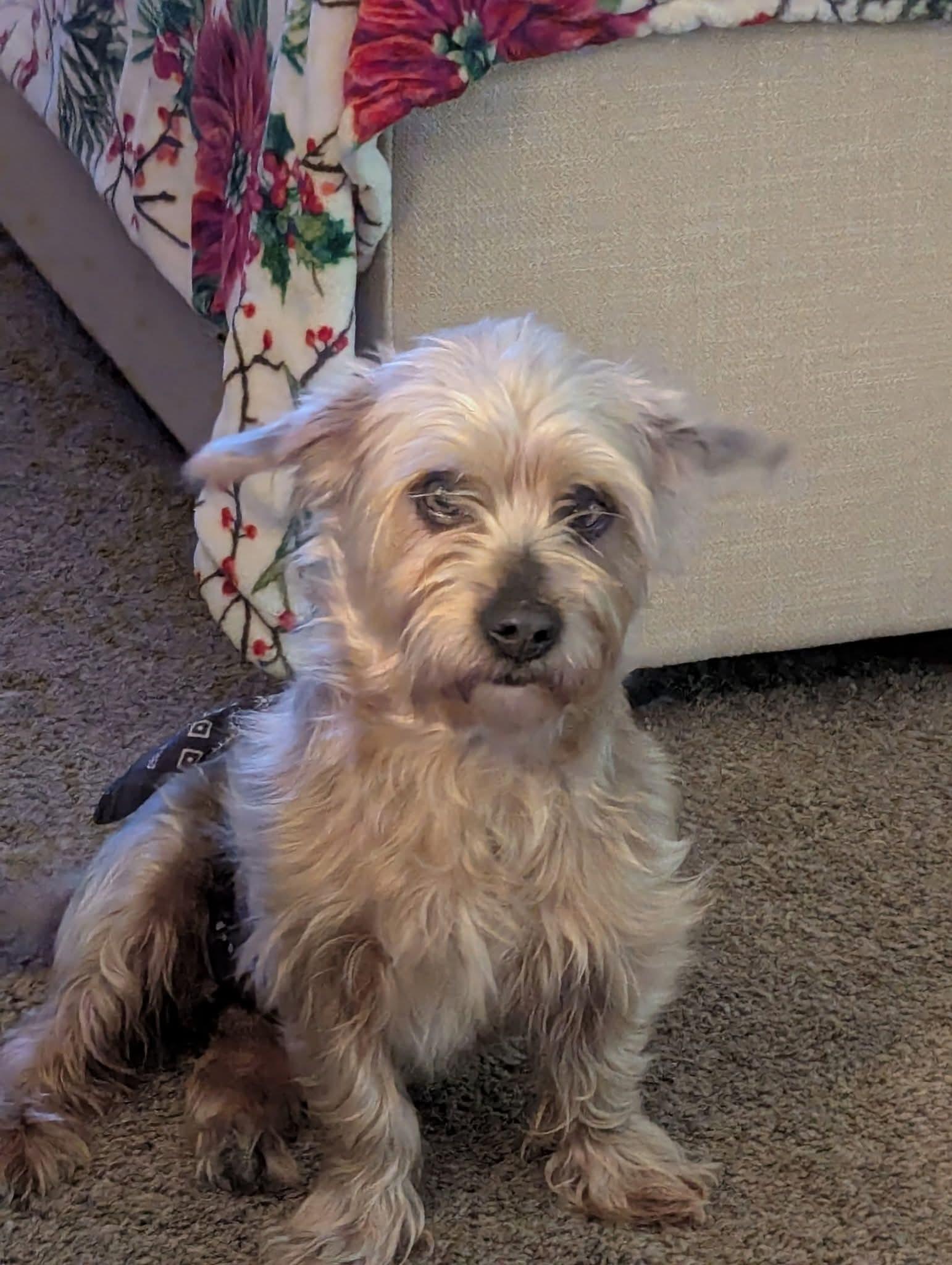BIGGIE, adopted, Adult Male Chihuahua.