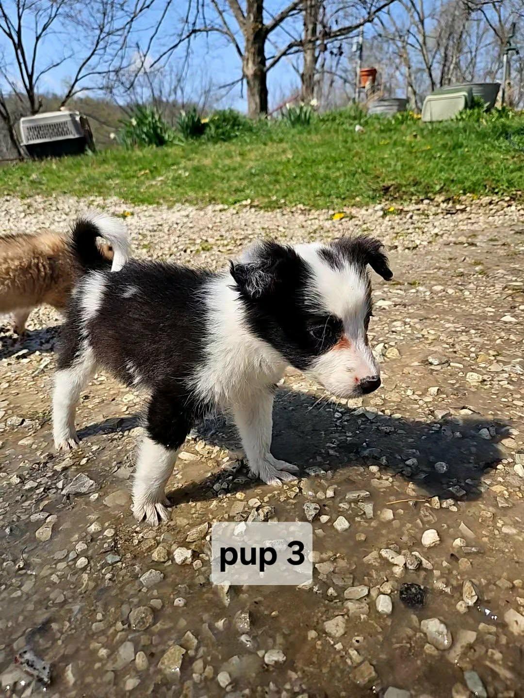 Enlarge Pup #3, a ADOPTABLE Border Collie in Seymour, IN image 3/6
