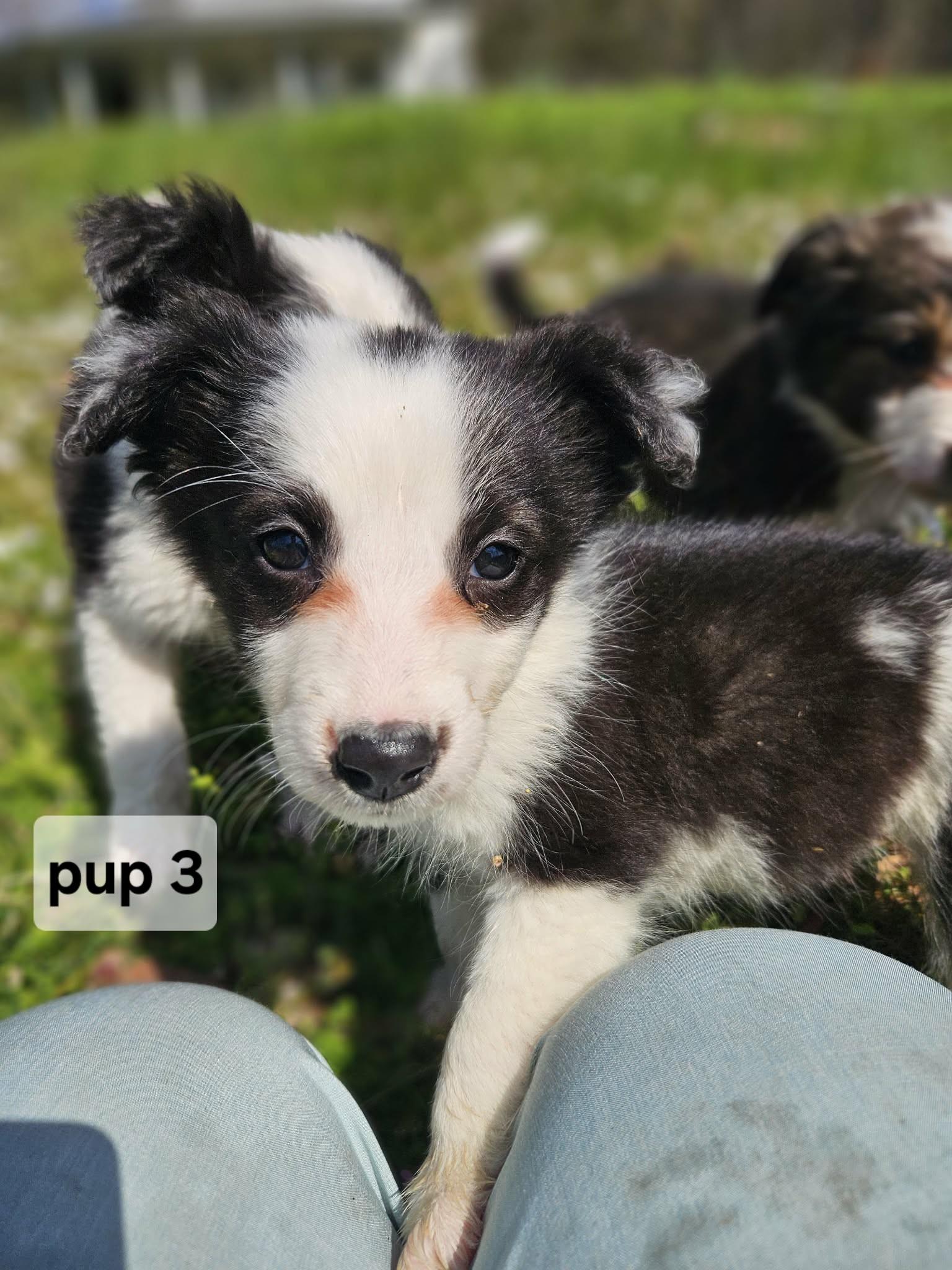 Enlarge Pup #3, a ADOPTABLE Border Collie in Seymour, IN image 2/6