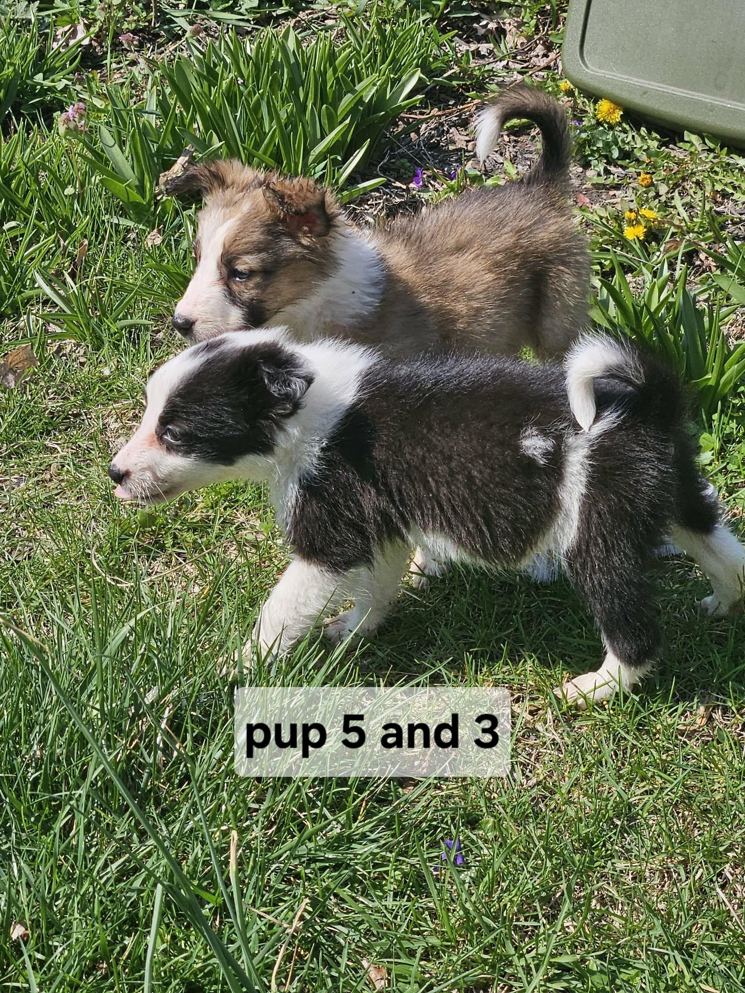 Enlarge Pup #3, a ADOPTABLE Border Collie in Seymour, IN image 6/6