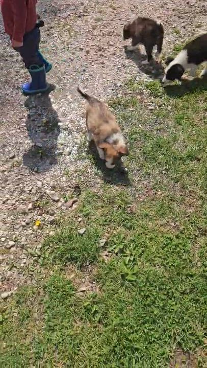 Enlarge Pup #3, a ADOPTABLE Border Collie in Seymour, IN video 5/6