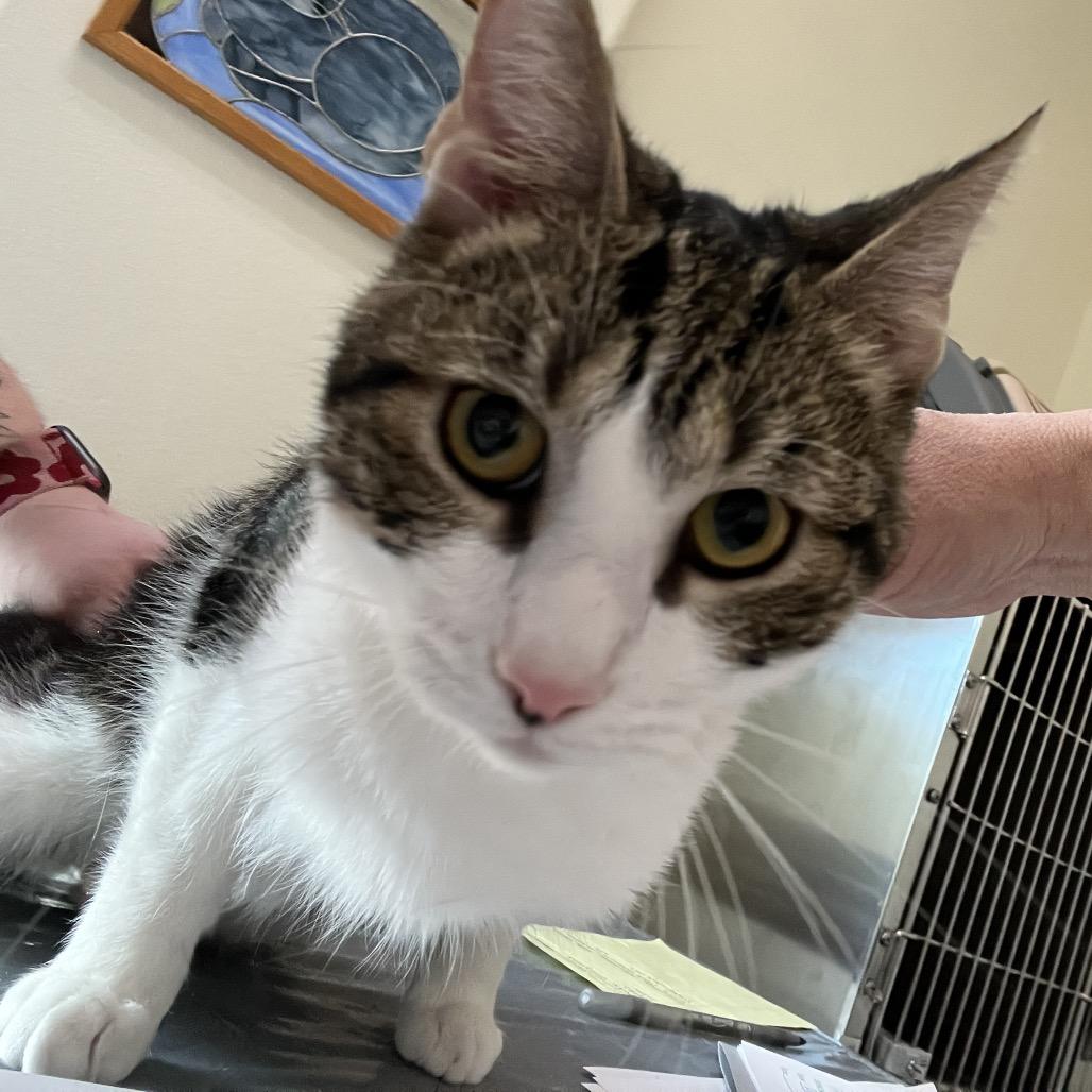 Enlarge Yang, a Adoptable Domestic Short Hair in Las Vegas, NV image 1/1