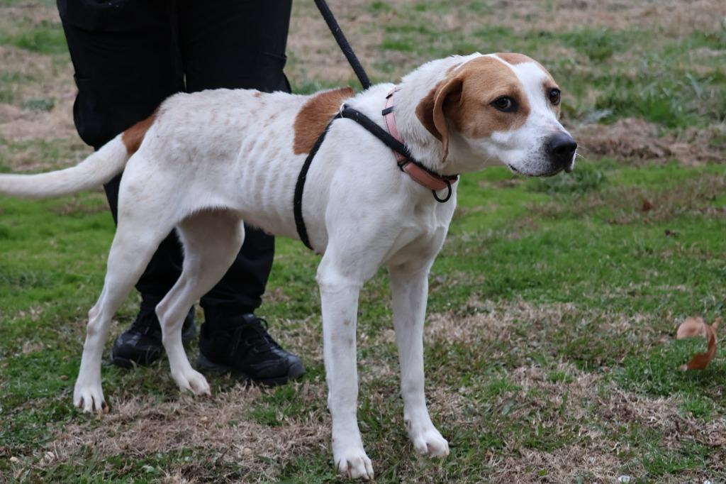 Lady, Adoptable, Young Female Mixed Breed.