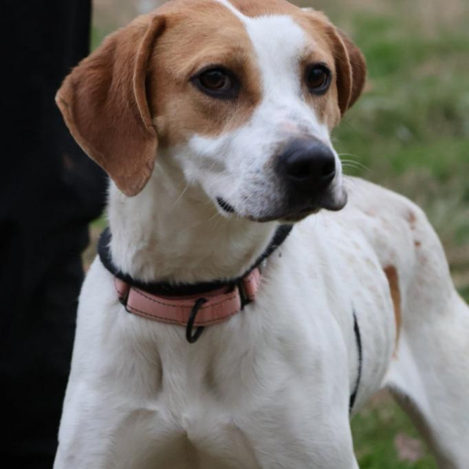 Lady, Adoptable, Young Female Mixed Breed.