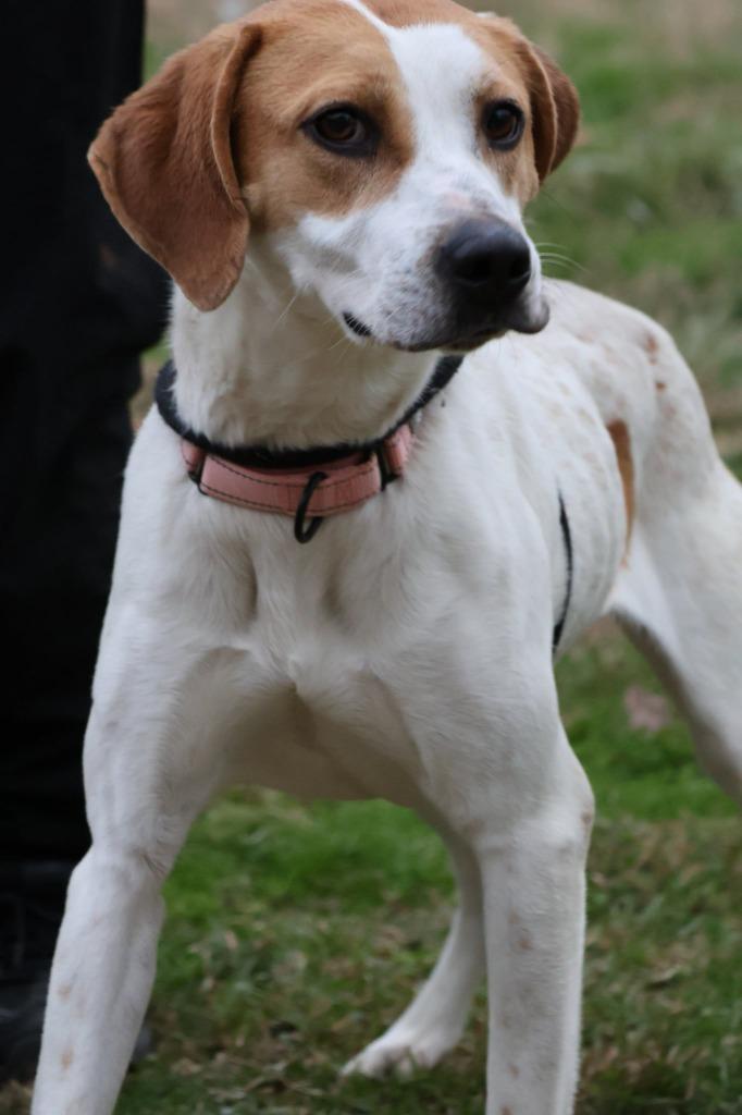 Enlarge Lady, a Adoptable mixed breed in Columbia, TN image 2/3