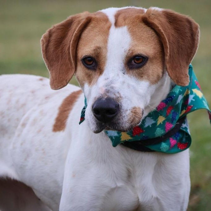 Lady, Adoptable, Young Female Mixed Breed.