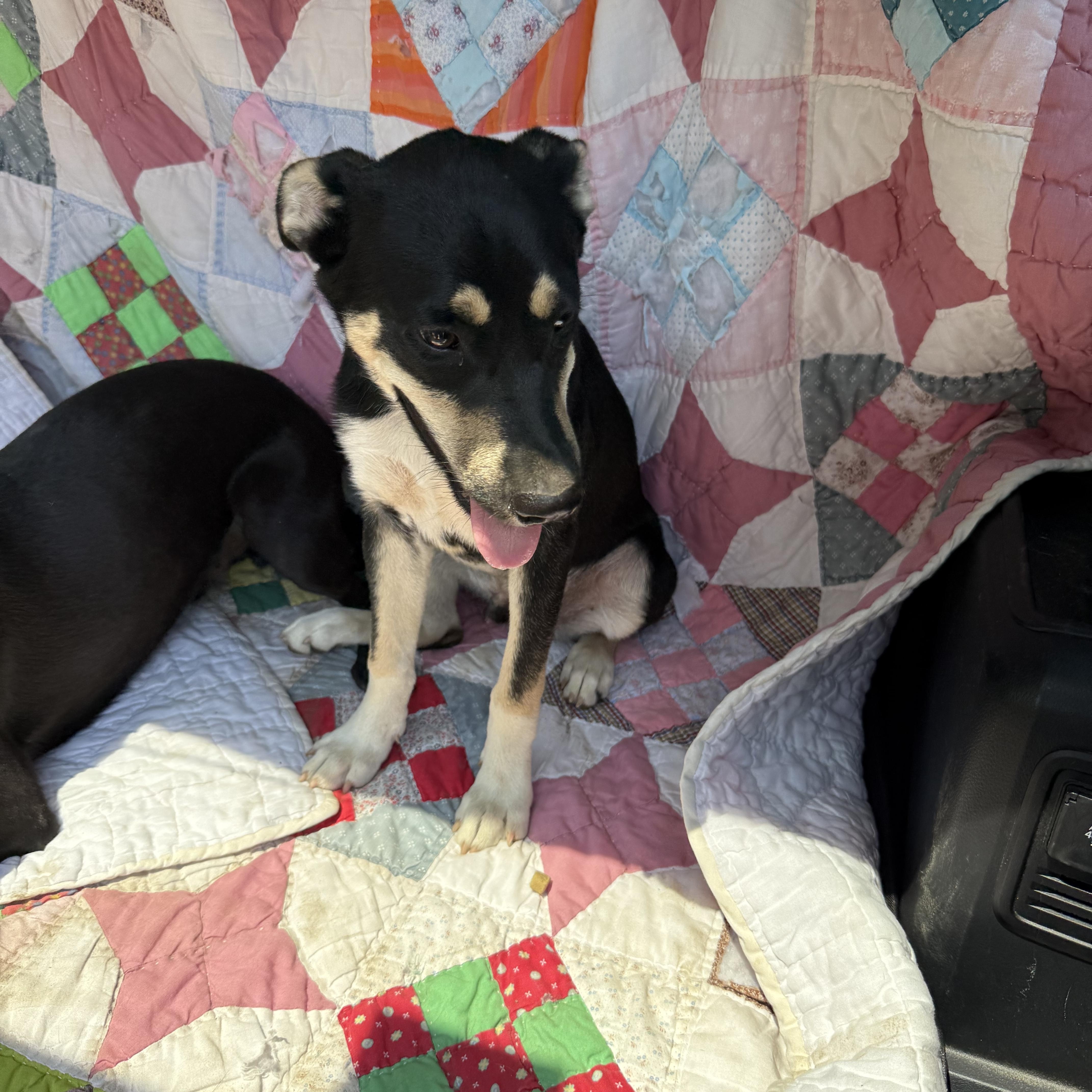 Enlarge Milo, a Adoptable mixed breed in Fredericksburg, VA image 5/5