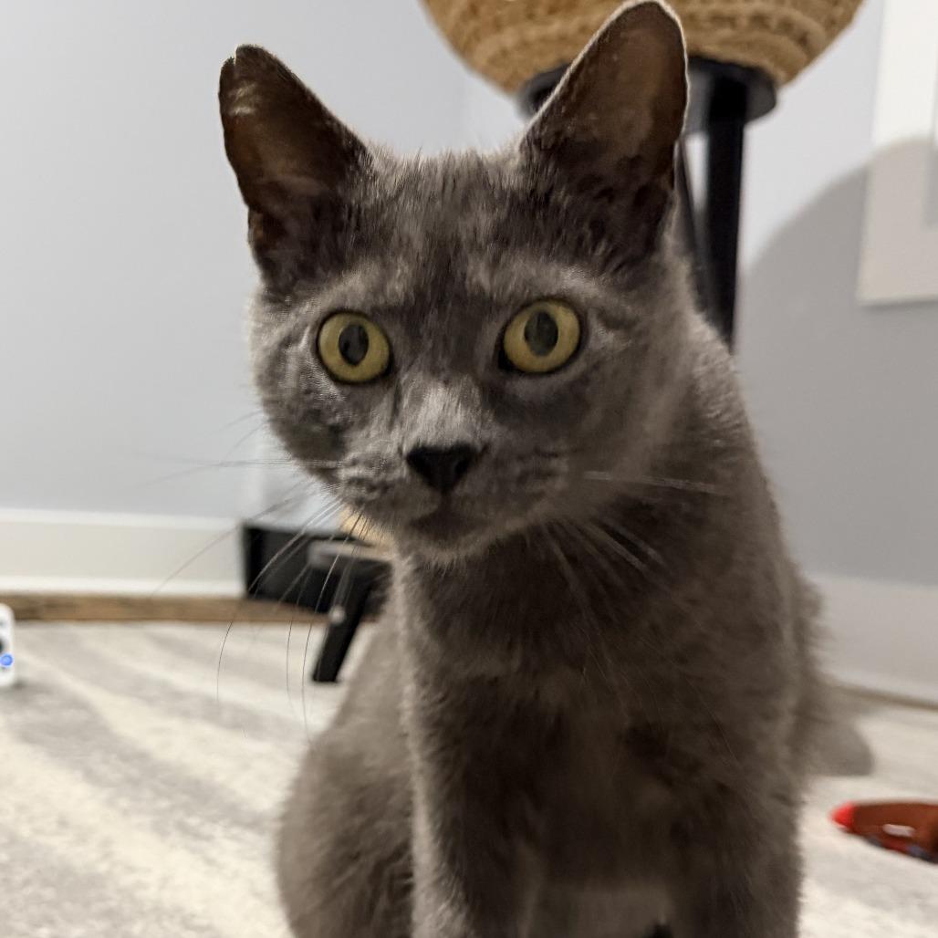 Cocoa- $25 Bissell Sponsored Adoption Fee!, Adoptable, Senior Female Domestic Short Hair.