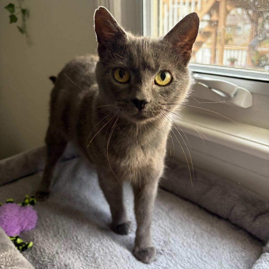 Cocoa- $25 Bissell Sponsored Adoption Fee!, a Adoptable Domestic Short Hair in Staten Island, NY image 2/6