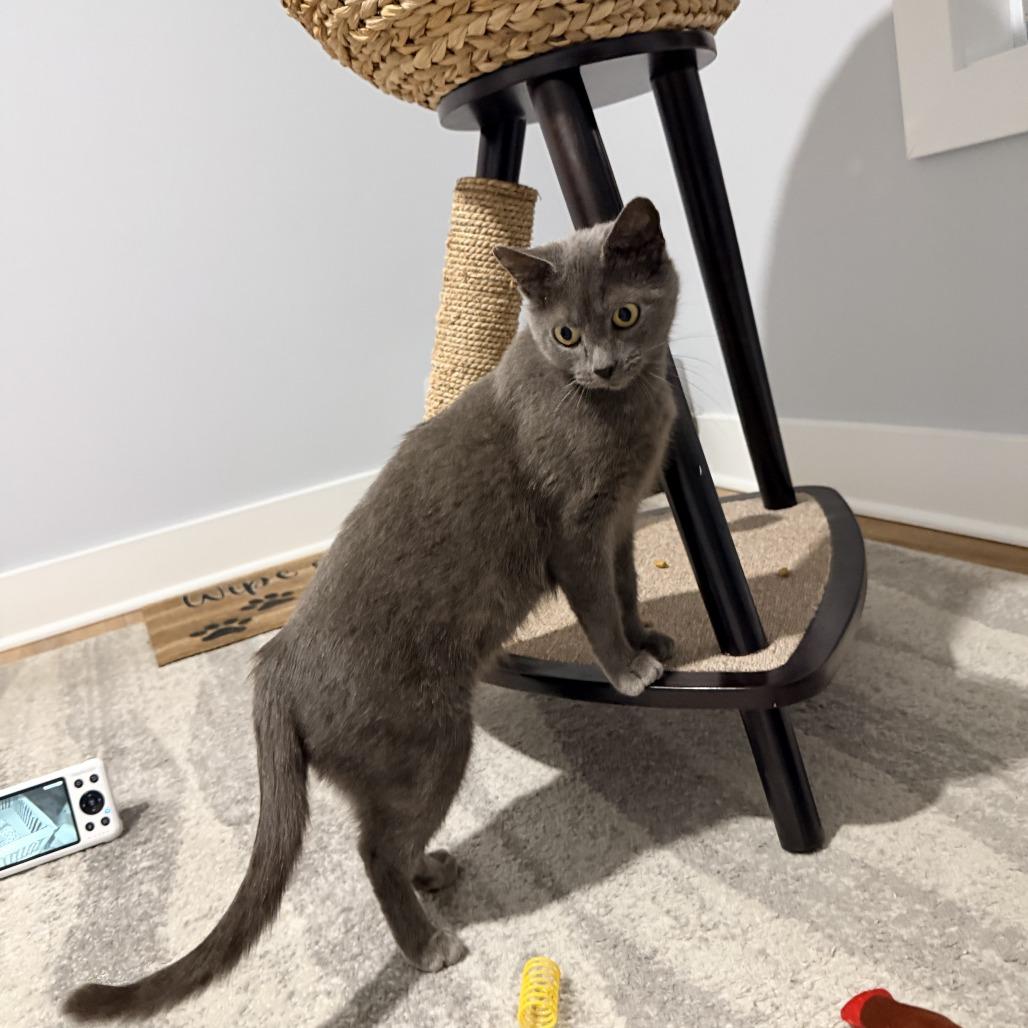 Cocoa- $25 Bissell Sponsored Adoption Fee!, a Adoptable Domestic Short Hair in Staten Island, NY image 3/6