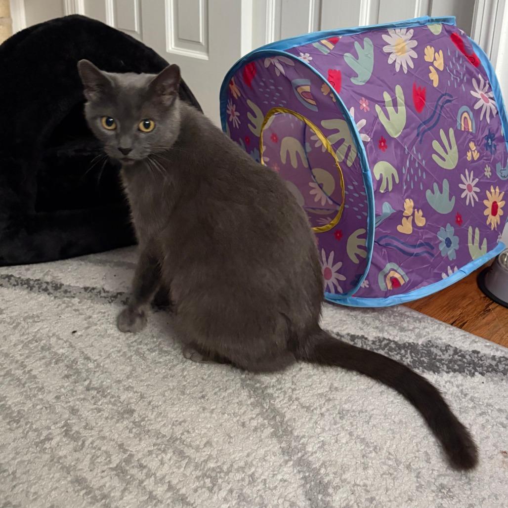 Cocoa- $25 Bissell Sponsored Adoption Fee!, a Adoptable Domestic Short Hair in Staten Island, NY image 4/6