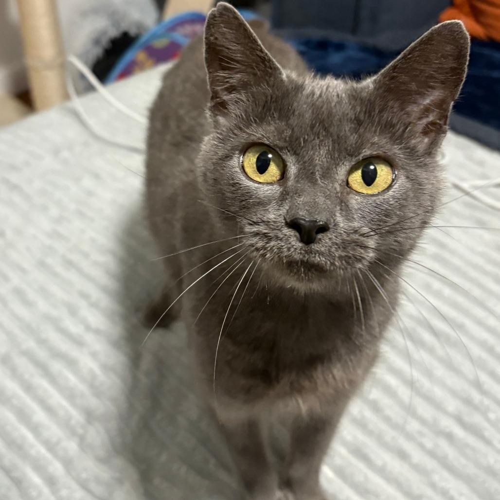 Cocoa- $25 Bissell Sponsored Adoption Fee!, a Adoptable Domestic Short Hair in Staten Island, NY image 6/6