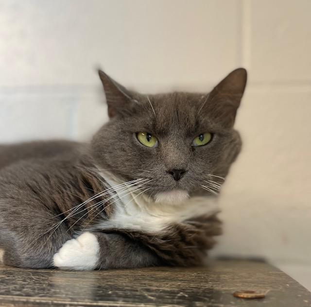 Enlarge Jasmine, a ADOPTABLE Domestic Medium Hair in Stafford, VA image 2/2