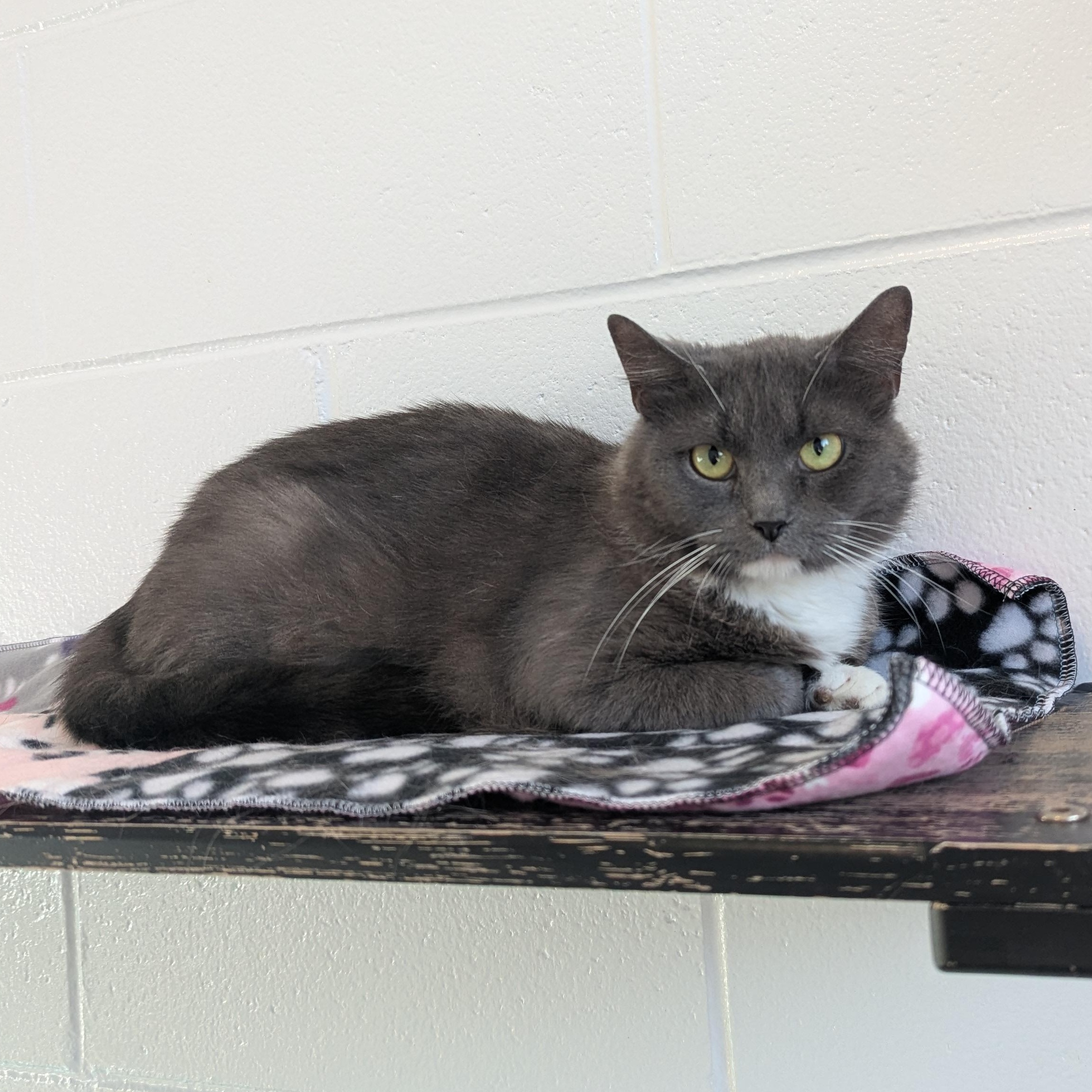Enlarge Jasmine, a ADOPTABLE Domestic Medium Hair in Stafford, VA image 1/2