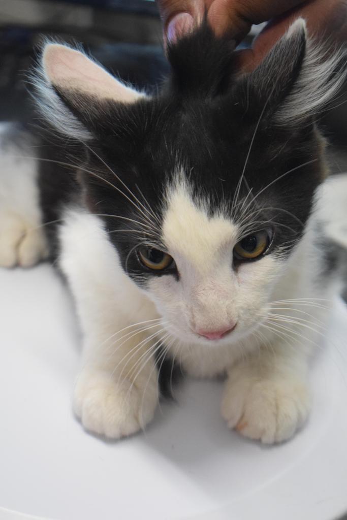 Tipsy (Daisy May K2), Adoptable, Kitten Male Domestic Short Hair.
