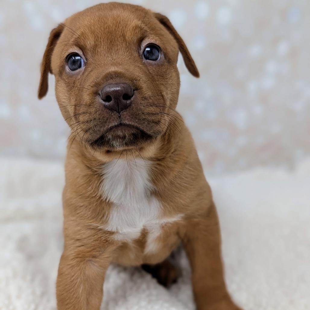 Persephone, Adoptable, Puppy Female Mixed Breed.