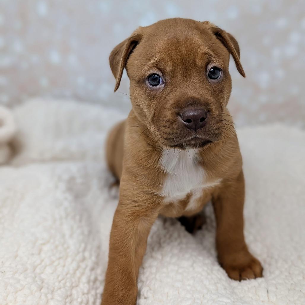 Enlarge Persephone, a Adoptable Mixed Breed in Durham, NC image 2/5