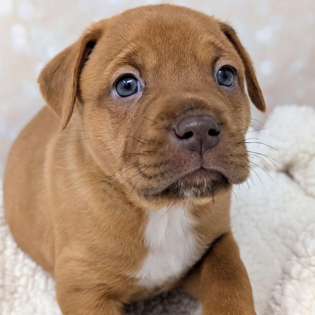 Enlarge Persephone, a Adoptable Mixed Breed in Durham, NC image 3/5