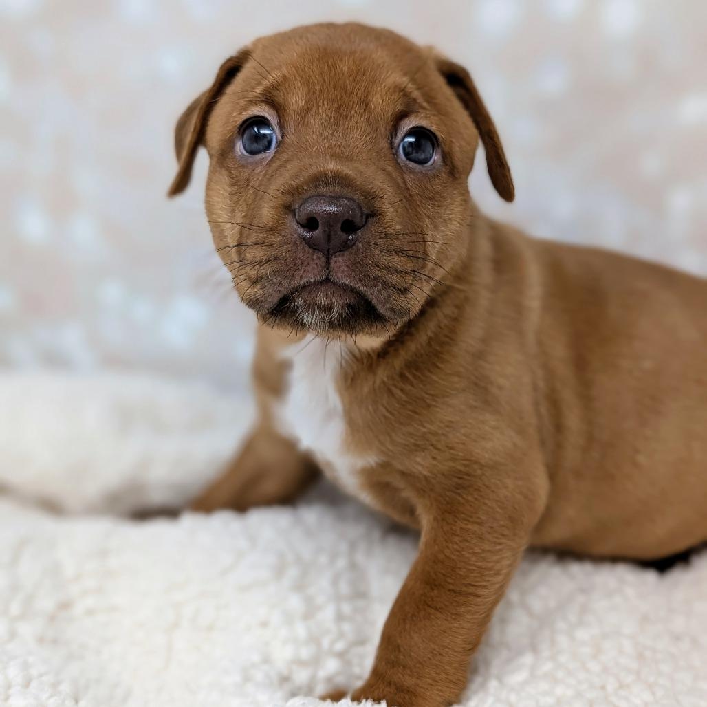 Enlarge Persephone, a Adoptable Mixed Breed in Durham, NC image 4/5