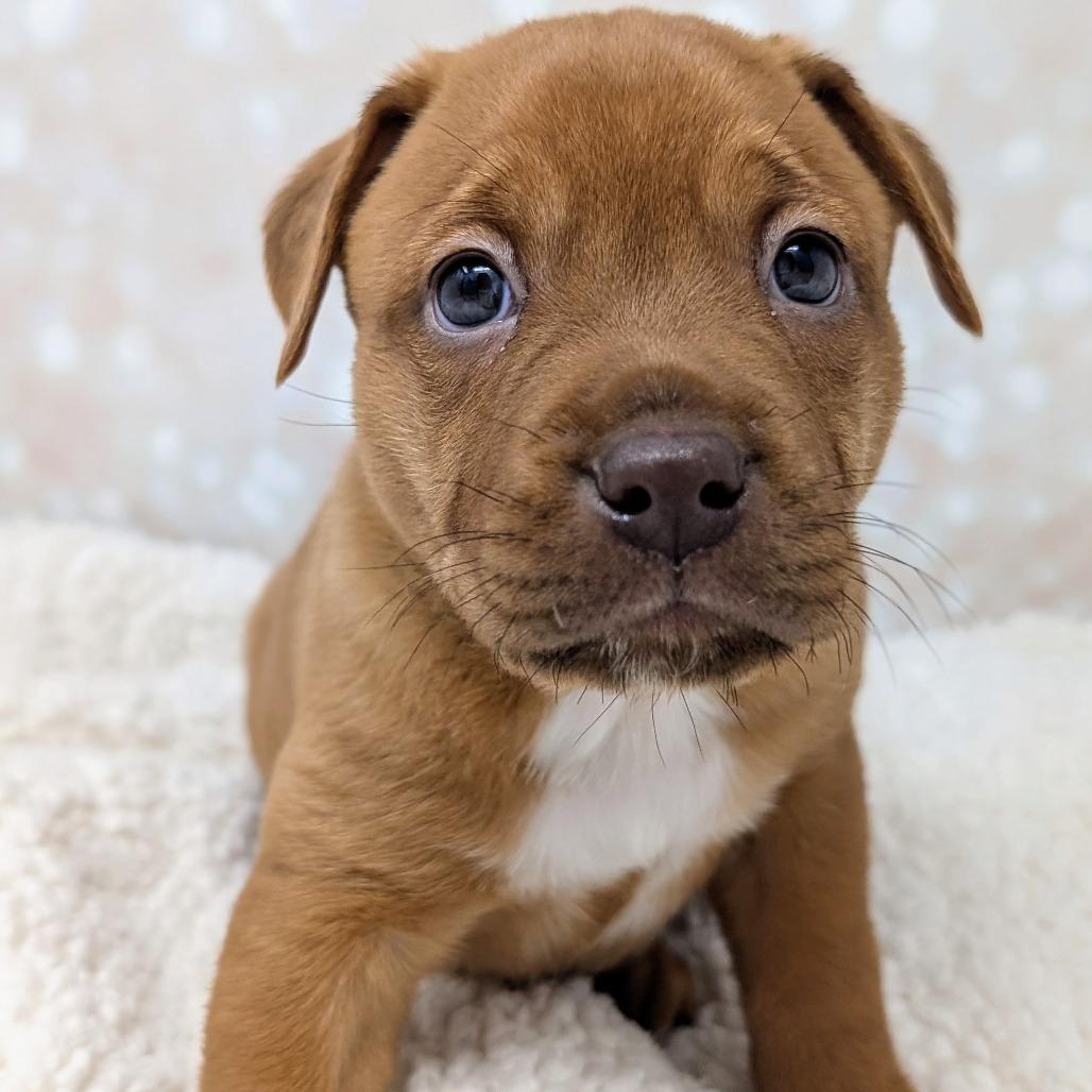 Enlarge Persephone, a Adoptable Mixed Breed in Durham, NC image 5/5