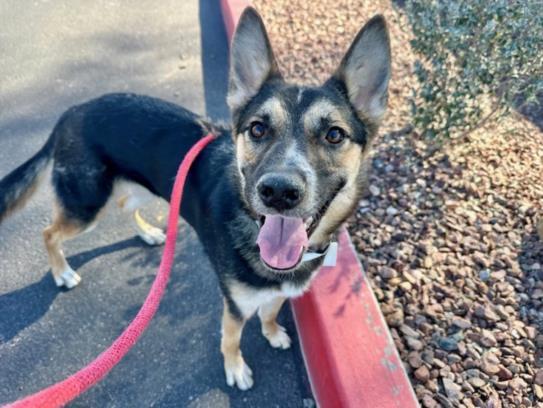 Enlarge TAZ, a Adoptable mixed breed in Mesa, AZ image 1/1