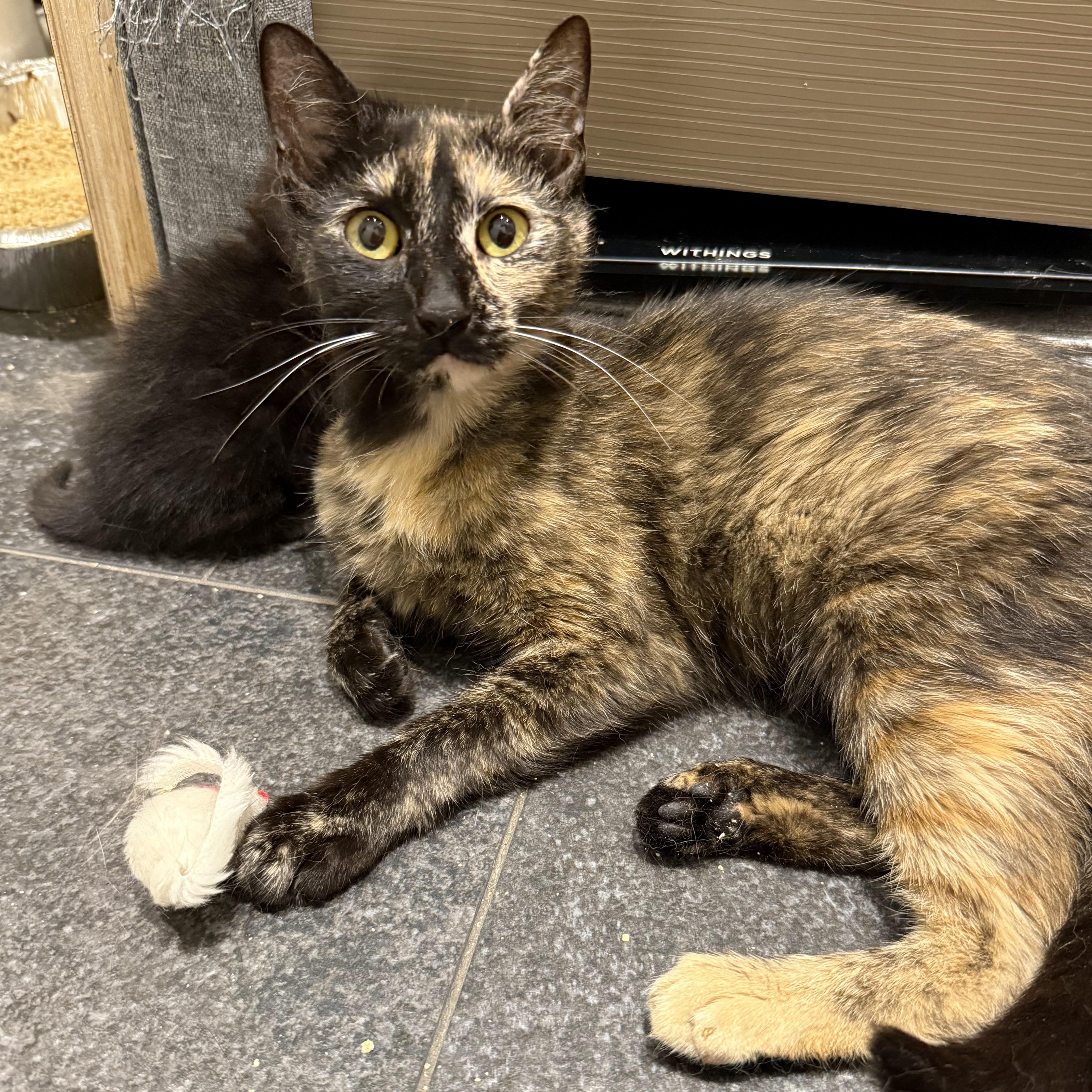 Sugarfish, adoptable, Young Female Domestic Short Hair.