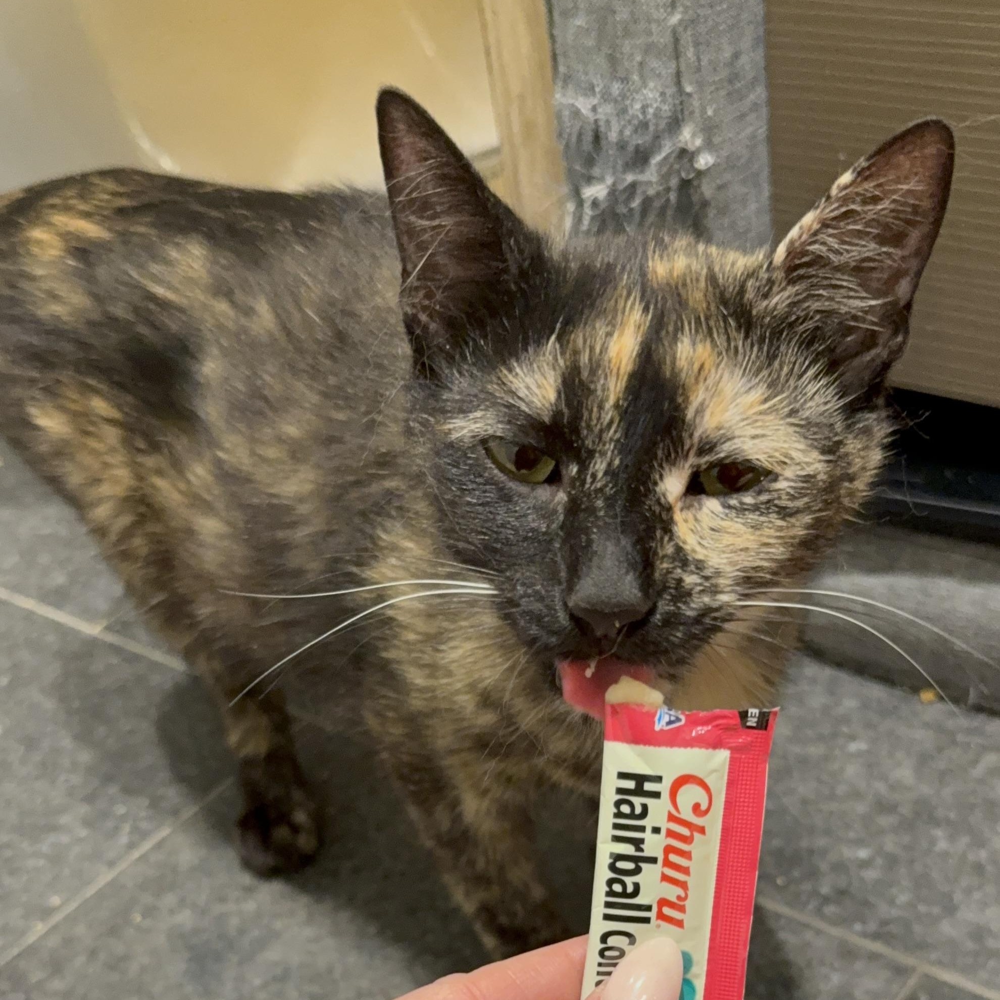Enlarge Sugarfish, an adoptable Domestic Short Hair in brooklyn, NY image 3/5