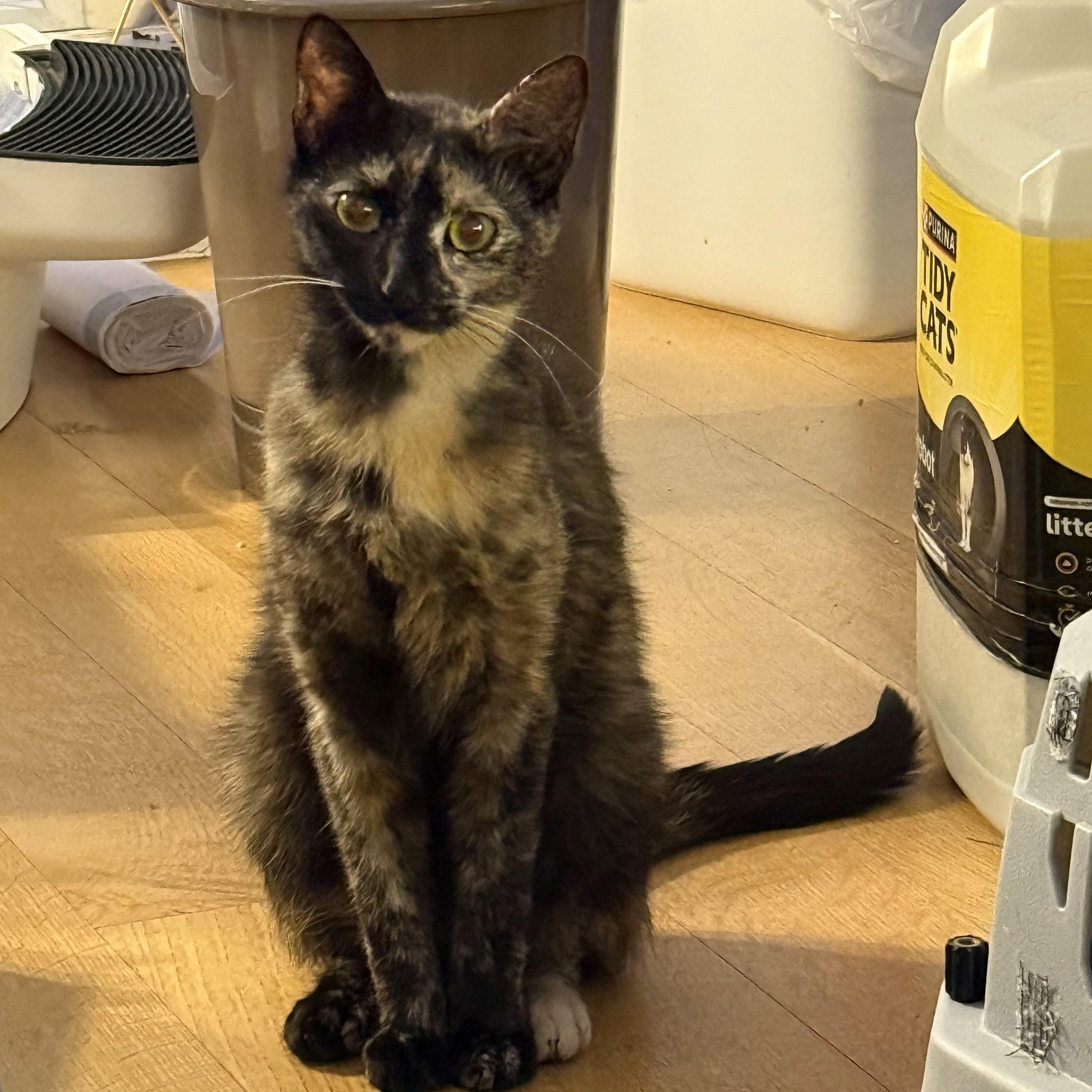 Enlarge Sugarfish, an adoptable Domestic Short Hair in brooklyn, NY image 2/5