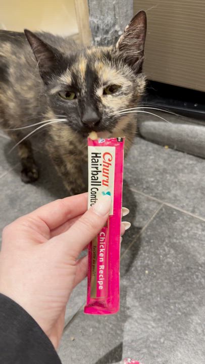 Enlarge Sugarfish, an adoptable Domestic Short Hair in brooklyn, NY video 5/5