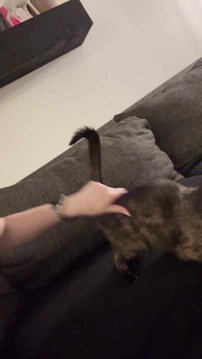 Enlarge Sugarfish, an adoptable Domestic Short Hair in brooklyn, NY video 4/5