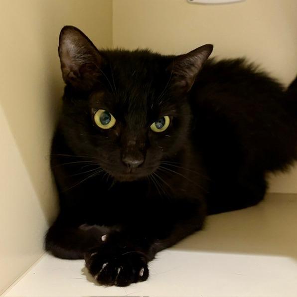 Venna, Adoptable, Adult Female Domestic Short Hair.