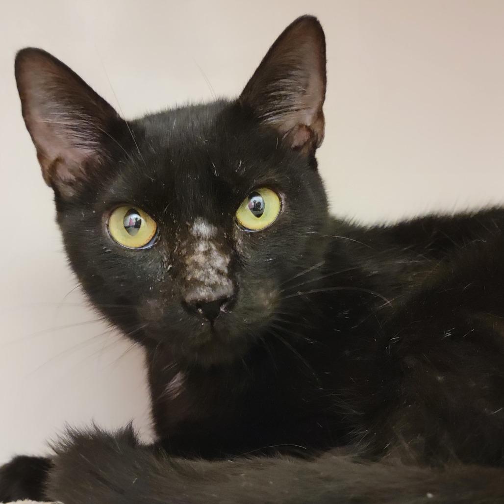 Enlarge Venna, a Adoptable Domestic Short Hair in Sarasota, FL image 2/2