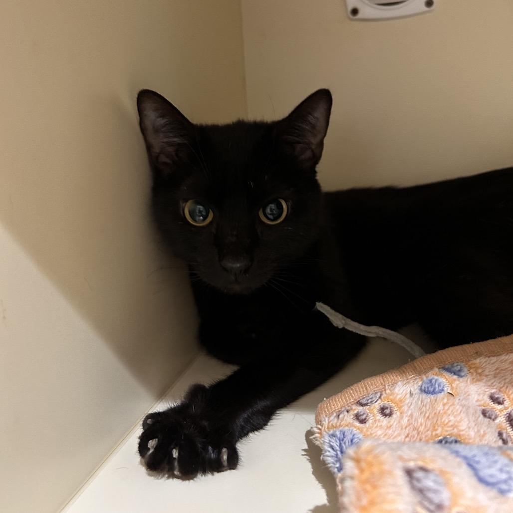 Enlarge Venna, a Adoptable Domestic Short Hair in Sarasota, FL image 3/6