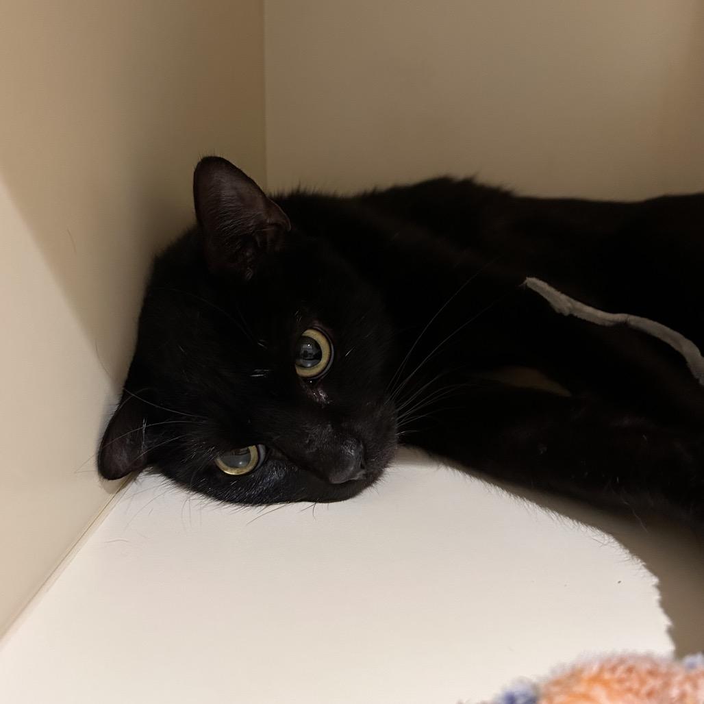 Enlarge Venna, a Adoptable Domestic Short Hair in Sarasota, FL image 5/6
