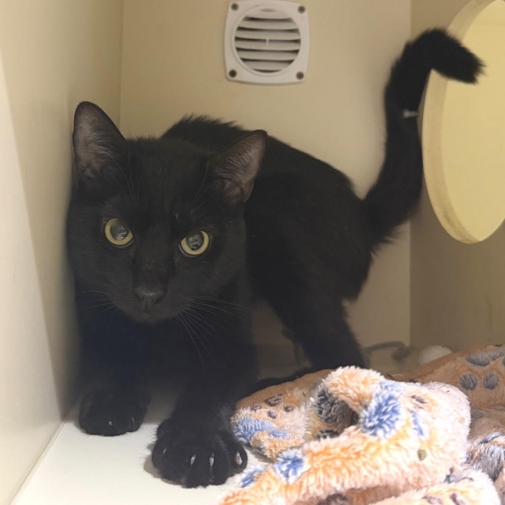 Enlarge Venna, a Adoptable Domestic Short Hair in Sarasota, FL image 6/6