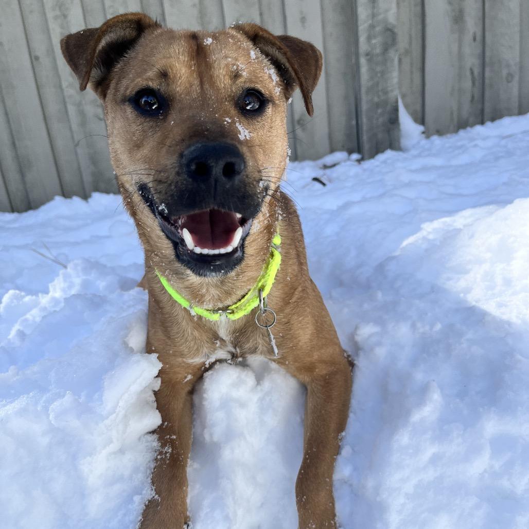 Bunker, Adoptable, Young Male Terrier & Chihuahua.