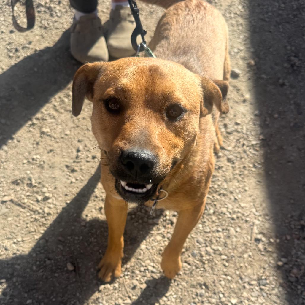 Enlarge Bunker, a Adoptable mixed breed in Incline Village, NV image 1/2
