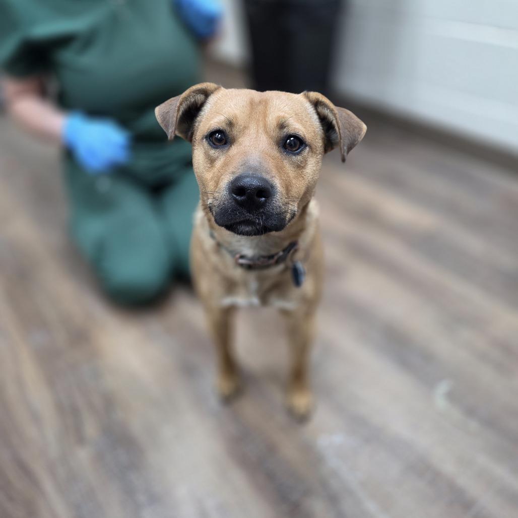 Enlarge Bunker, a Adoptable mixed breed in Incline Village, NV image 2/2