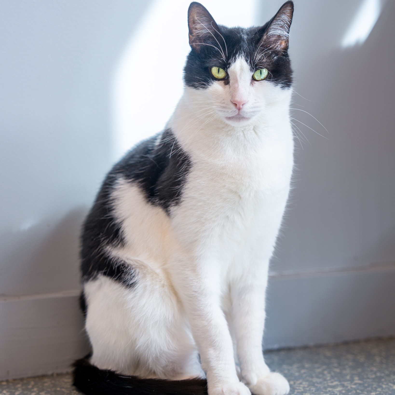 Enlarge Klaus, a Adoptable Domestic Short Hair in North Haven, CT image 1/2