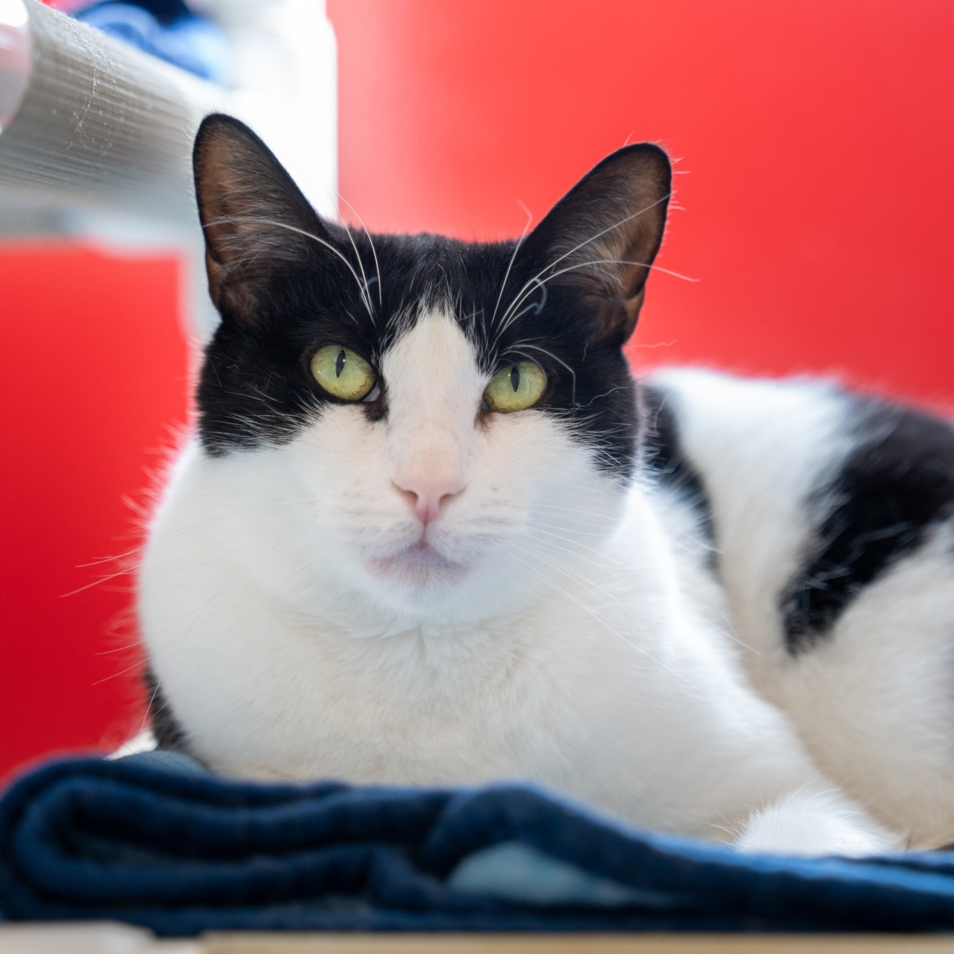 Enlarge Klaus, a Adoptable Domestic Short Hair in North Haven, CT image 2/2