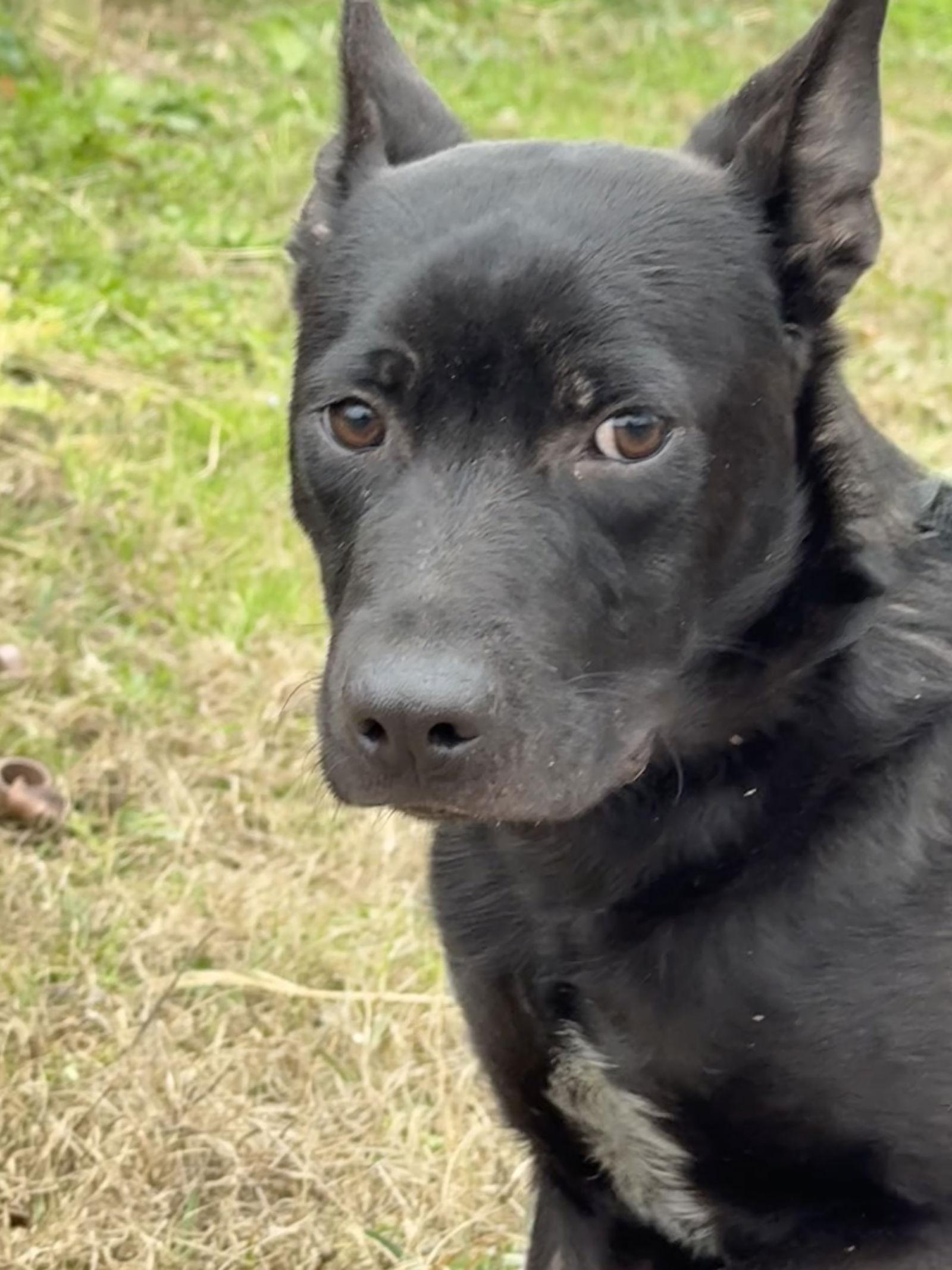 Enlarge Bart, a Adoptable Shepherd in Tarrytown, GA image 1/3