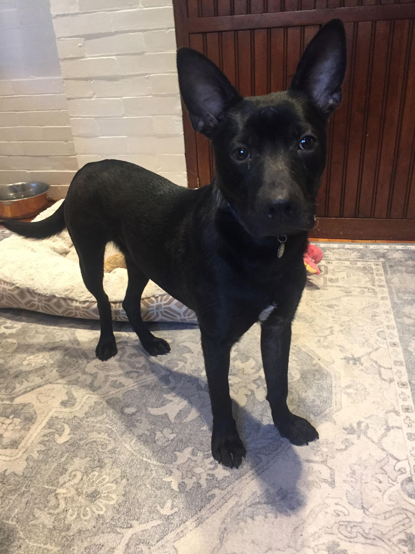 Enlarge Bart, a Adoptable Shepherd in Tarrytown, GA image 2/3