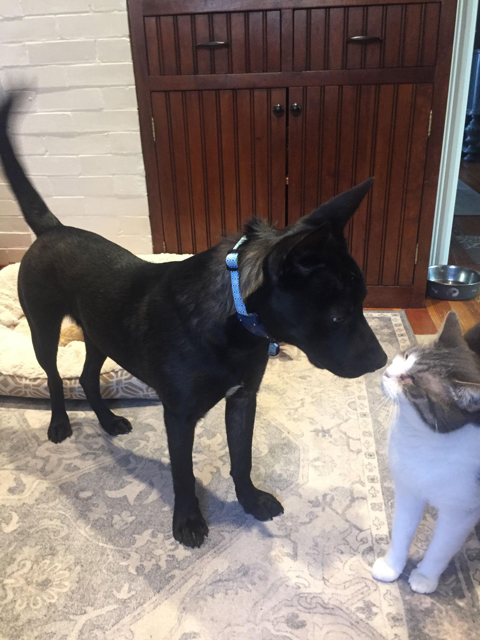 Enlarge Bart, a Adoptable Shepherd in Tarrytown, GA image 3/3