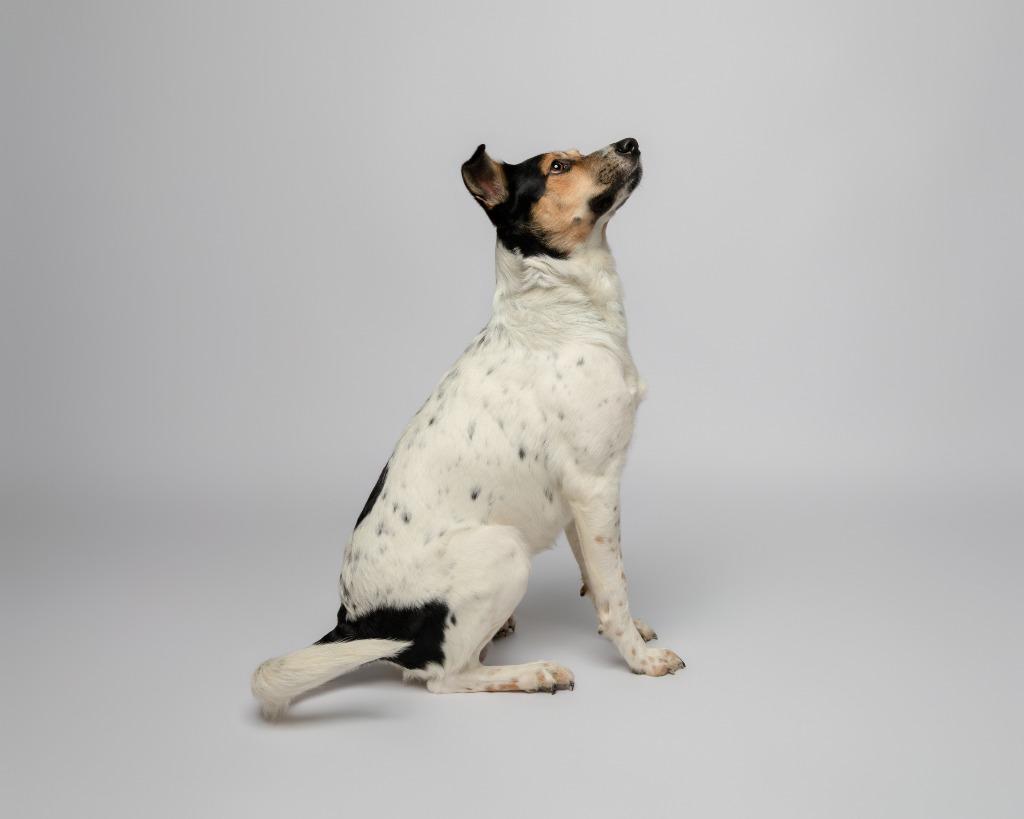 Little Rock, a Adoptable mixed breed in Rockport, TX image 1/5