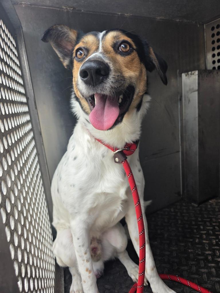 Little Rock, Adoptable, Young Male Australian Cattle Dog / Blue Heeler & Mixed Breed.
